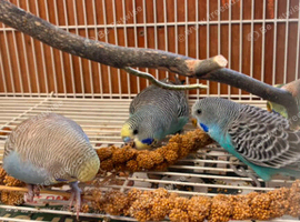 Beautiful baby budgies