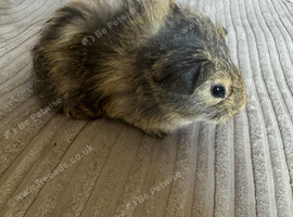 Baby guinea pigs