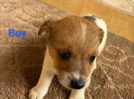 5 beautiful jack Russell puppies