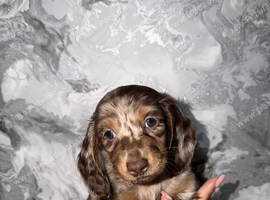 Long haired kc registered miniature dachshunds