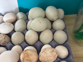 Indian runner duck hatching eggs