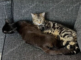 I have 2 male neutered cats