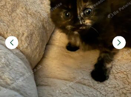 kittens