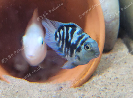 Polar parrot fish for sale 2 pairs of adults and lots of babies