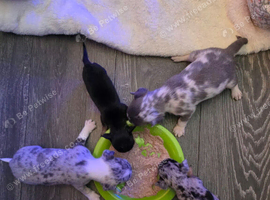 Beautiful Chihuahua puppies