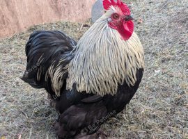 Friendly Bantam Rooster