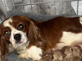 CAVAPOO puppies last boy available