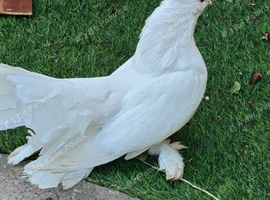 Indian fantail very nice white female