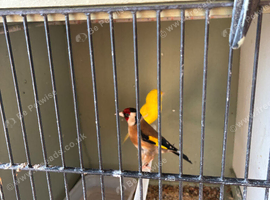 Goldfinch and canary
