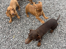 Too beautiful, Girl Red Miniature Dachshunds
