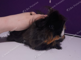 2 female guinea pigs and a cage &pound;70