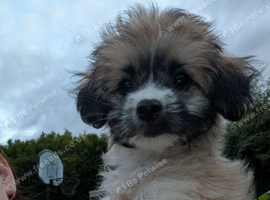Shipoochis
