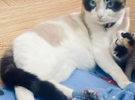 Stunning & Rare Calico Point British Shorthair Kittens