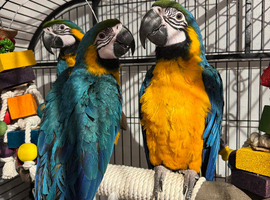 STUNNING blue and gold macaw baby&rsquo;s