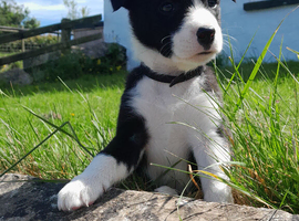 Looking for forever homes