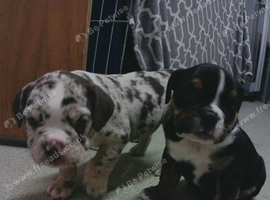 New English Bulldogs puppies