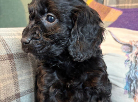 Gorgeous Cockapoo Puppies