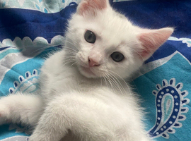 Last kitten of litter