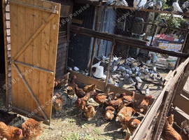 Eggs  laying hens available