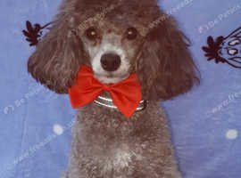 KC Reg Silver, Chocolate and Red Toy Poodle Studs, Proven