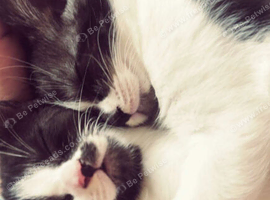 Sister cats