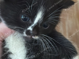 Kittens for sale