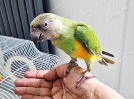 Baby Senegal with new cage