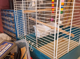 Lovely young blue budgie for sale