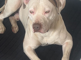 Mixed bully NOT XL