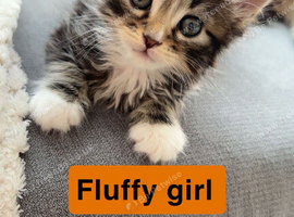 4 kittens for sale