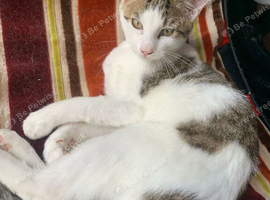 Kitten for sale