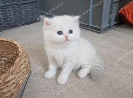 British Longhair & Shorthair