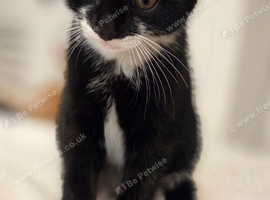 Tuxedo kitten