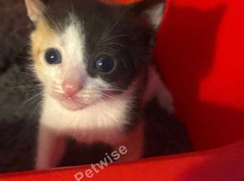 Two kittens ready leave in 2 weeks