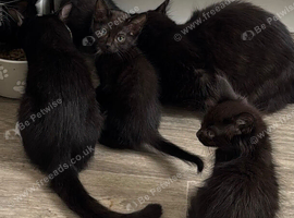 Kittens