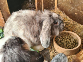 Lionhead x Lops still looking for forever homes
