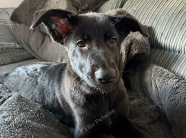 Female German Shepherd