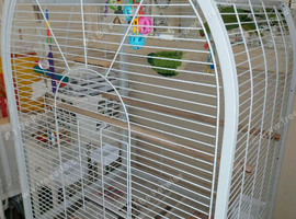 Young green Indian Ringneck with parrot cage