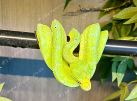 GTP + setup