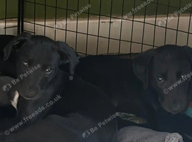 Last two stunning male whippet puppies