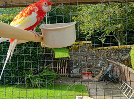 Rosella for sale