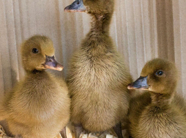 Khaki Campbell Ducklings