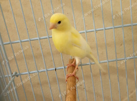One canary hen for sale