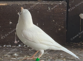 Canaries