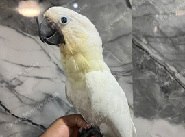 Friendly Super Tame Cuddly Dancing Umbrella Cockatoo Parrot,31
