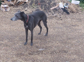 Whippet x lurcher