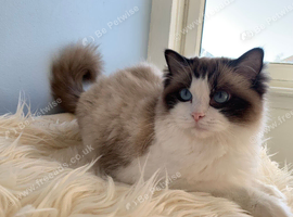 Beautiful Ragdoll Kittens for Sale