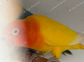 Latino lovebird for sale