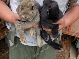 Bonded bunnies several pairs available