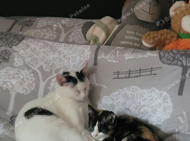 Girl kitten for rehoming